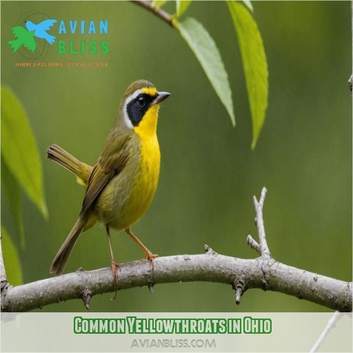 Common Yellowthroats in Ohio