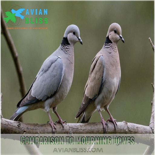 Comparison to Mourning Doves