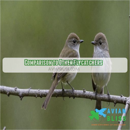 Comparison to Other Flycatchers