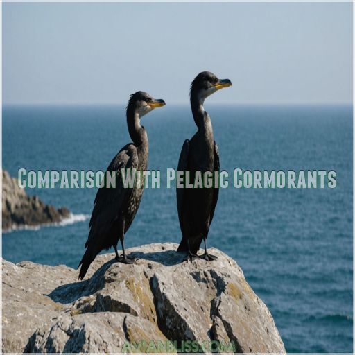 Comparison With Pelagic Cormorants