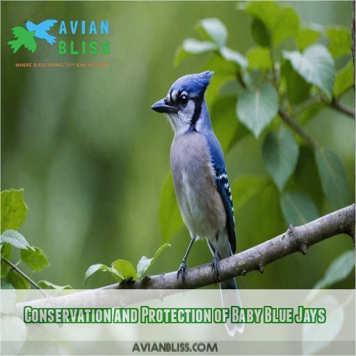 Conservation and Protection of Baby Blue Jays