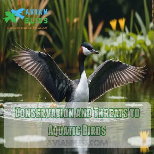 Conservation and Threats to Aquatic Birds