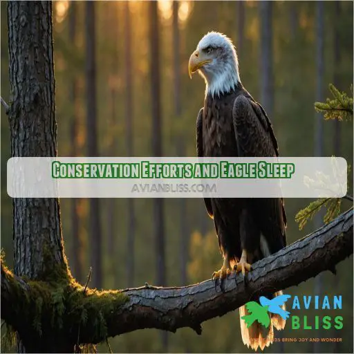 Conservation Efforts and Eagle Sleep