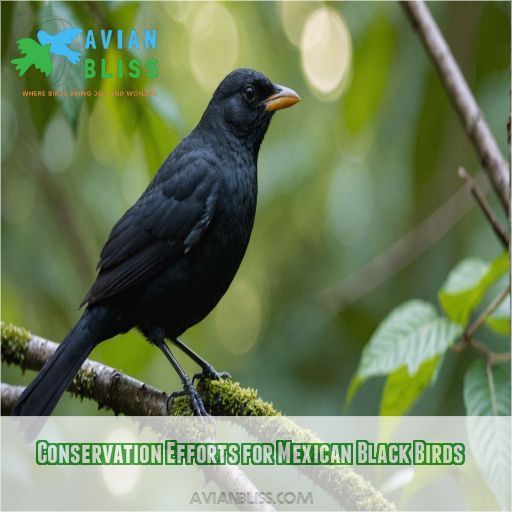 Conservation Efforts for Mexican Black Birds