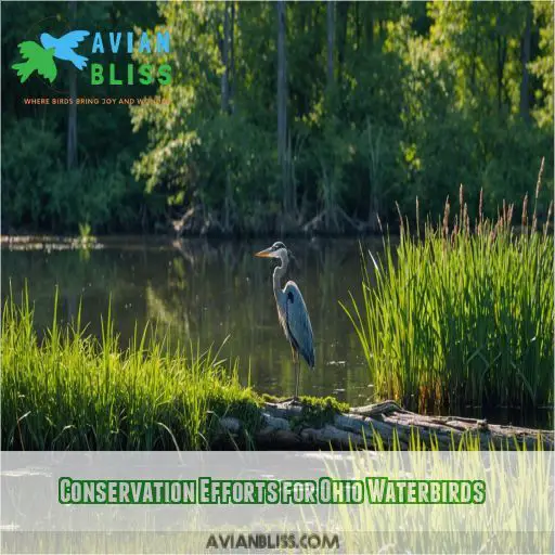 Conservation Efforts for Ohio Waterbirds