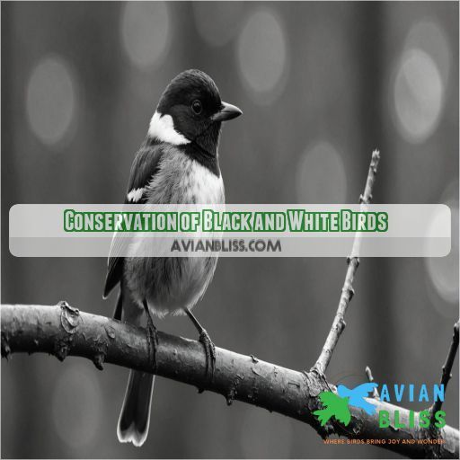 Conservation of Black and White Birds