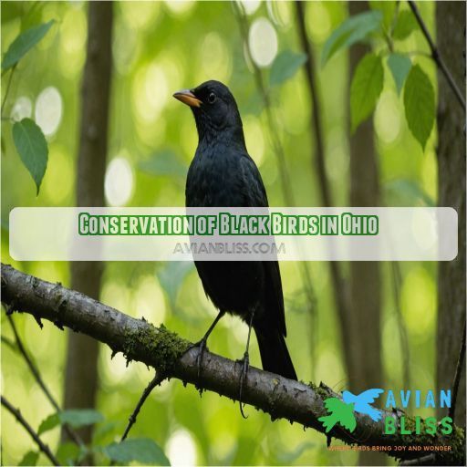 Conservation of Black Birds in Ohio