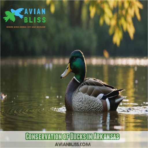 Conservation of Ducks in Arkansas