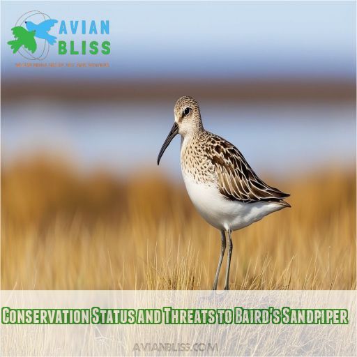 Conservation Status and Threats to Baird