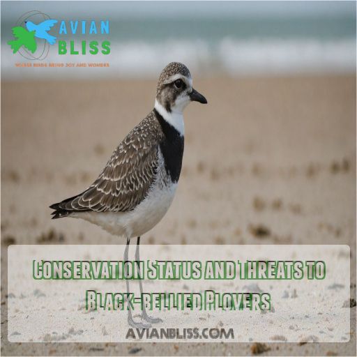 Conservation Status and Threats to Black-bellied Plovers