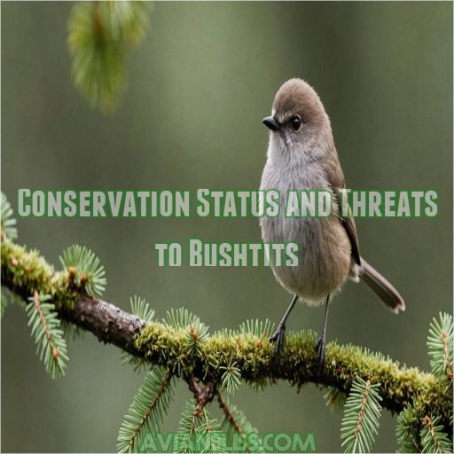 Conservation Status and Threats to Bushtits