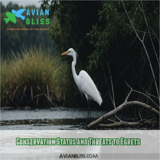 Conservation Status and Threats to Egrets