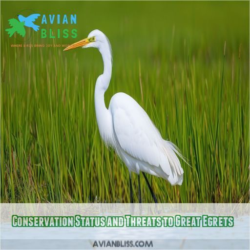 Conservation Status and Threats to Great Egrets