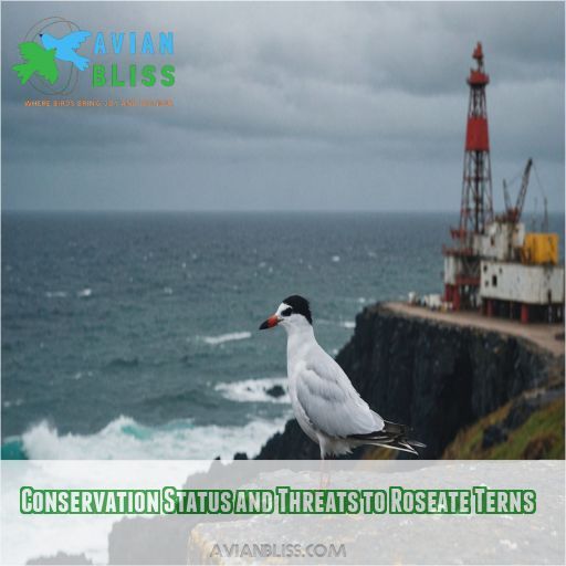 Conservation Status and Threats to Roseate Terns