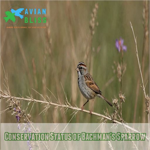 Conservation Status of Bachman