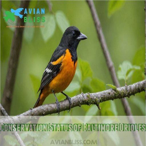 Conservation Status of Baltimore Orioles