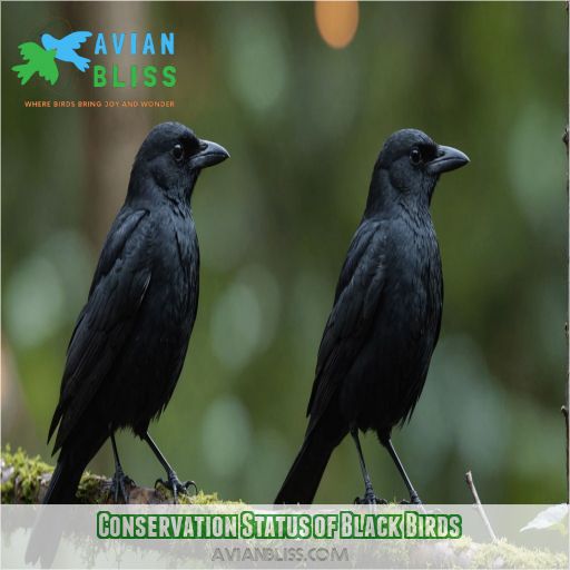 Conservation Status of Black Birds