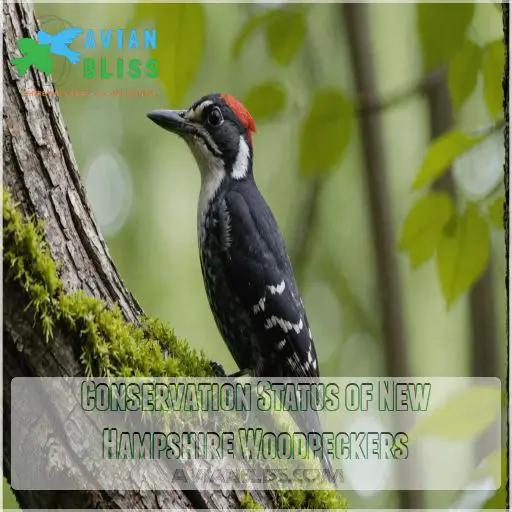 Conservation Status of New Hampshire Woodpeckers