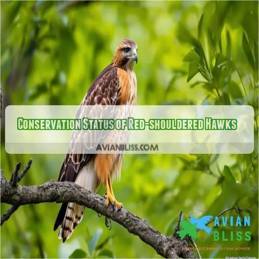 Conservation Status of Red-shouldered Hawks