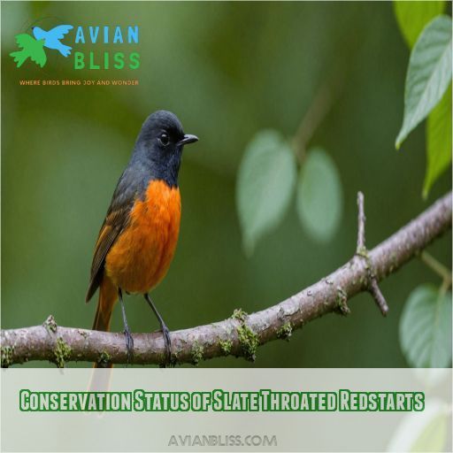 Conservation Status of Slate Throated Redstarts