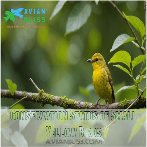 Conservation Status of Small Yellow Birds