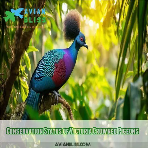 Conservation Status of Victoria Crowned Pigeons