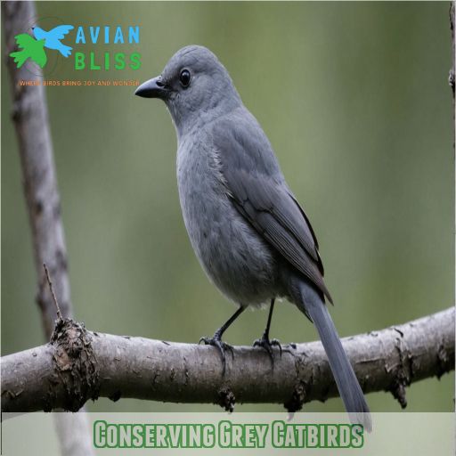 Conserving Grey Catbirds