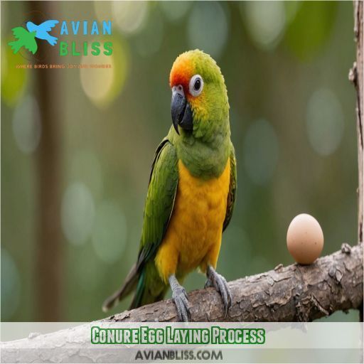 Conure Egg Laying Process