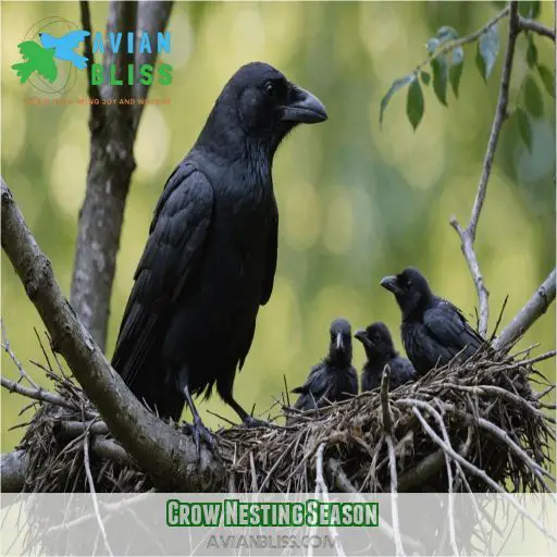 Crow Nesting Season