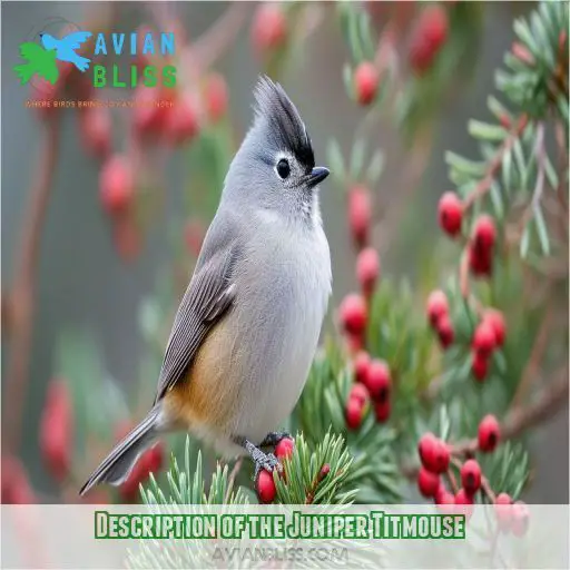 Description of the Juniper Titmouse