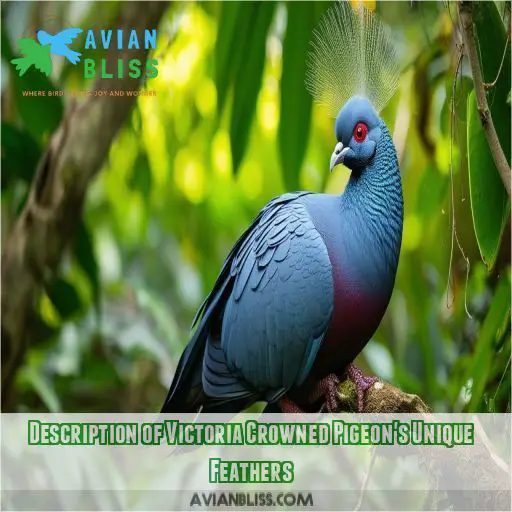 Description of Victoria Crowned Pigeon