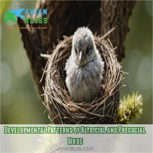 Developmental Patterns of Altricial and Precocial Birds