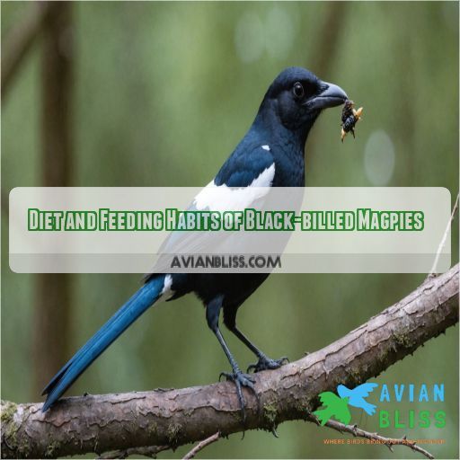 Diet and Feeding Habits of Black-billed Magpies