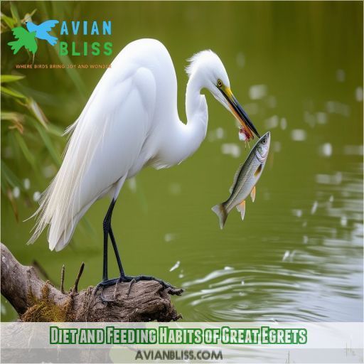 Diet and Feeding Habits of Great Egrets