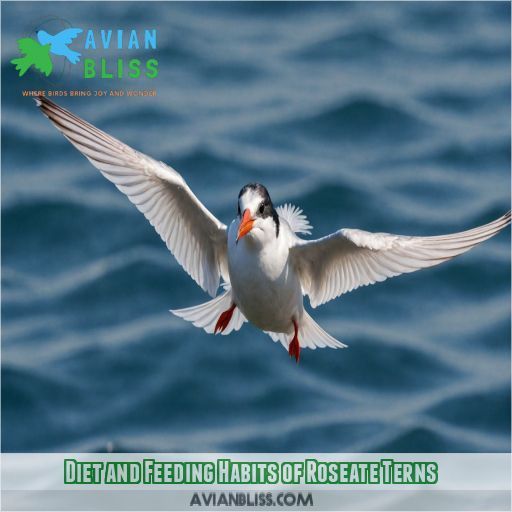 Diet and Feeding Habits of Roseate Terns