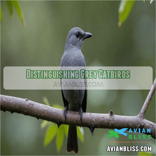 Distinguishing Grey Catbirds