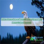 do bald eagles hunt at night