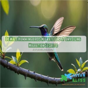 Do Male Hummingbirds Migrate First