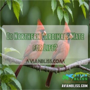 Do Northern Cardinals Mate for Life