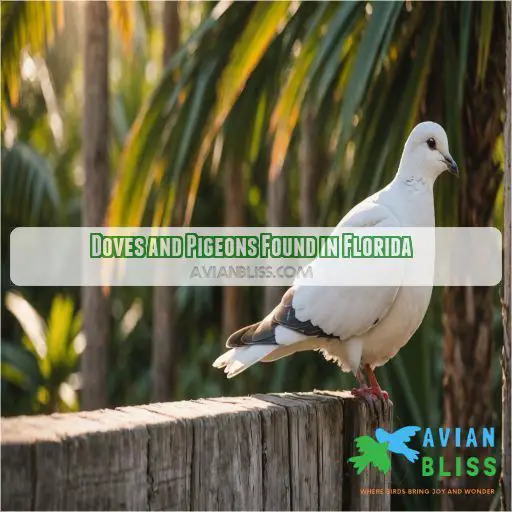 Doves and Pigeons Found in Florida