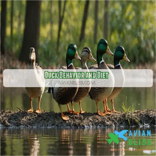 Duck Behavior and Diet