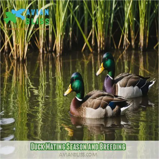 Duck Mating Season and Breeding