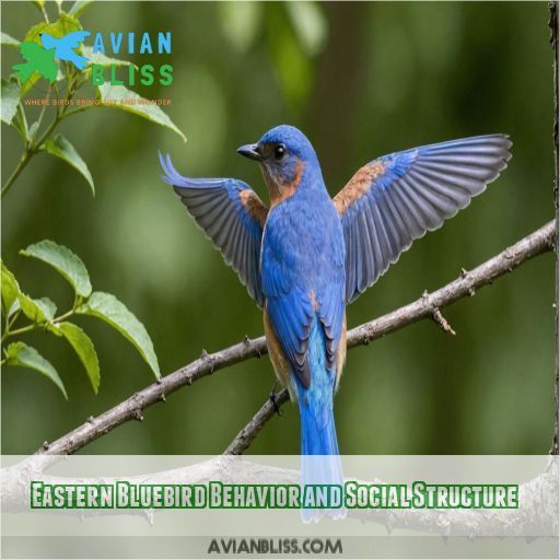 Eastern Bluebird Behavior and Social Structure