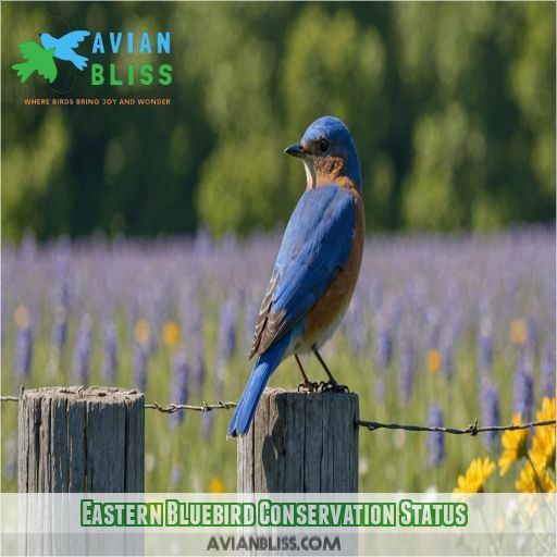 Eastern Bluebird Conservation Status