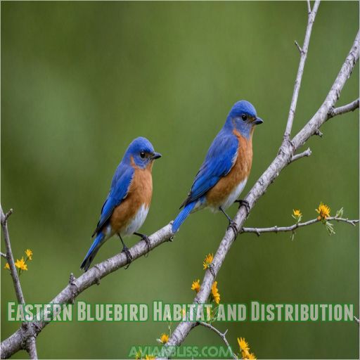 Eastern Bluebird Habitat and Distribution