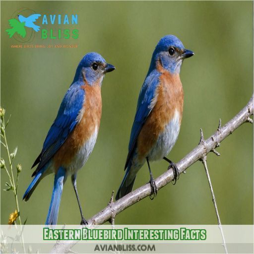 Eastern Bluebird Interesting Facts