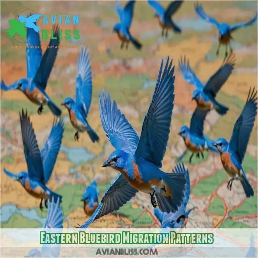 Eastern Bluebird Migration Patterns