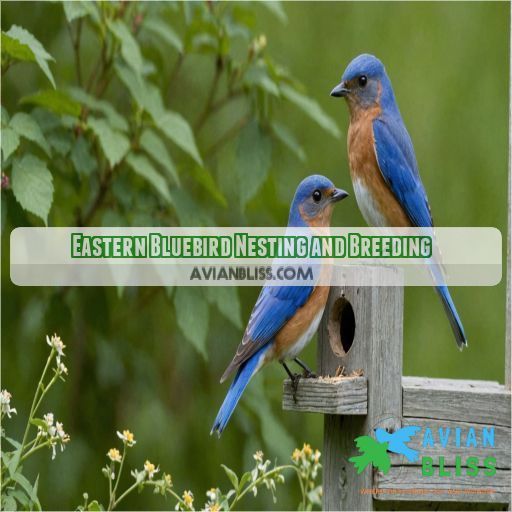 Eastern Bluebird Nesting and Breeding