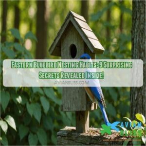 Eastern Bluebird Nesting Habits