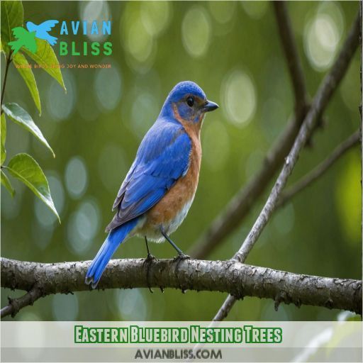 Eastern Bluebird Nesting Trees